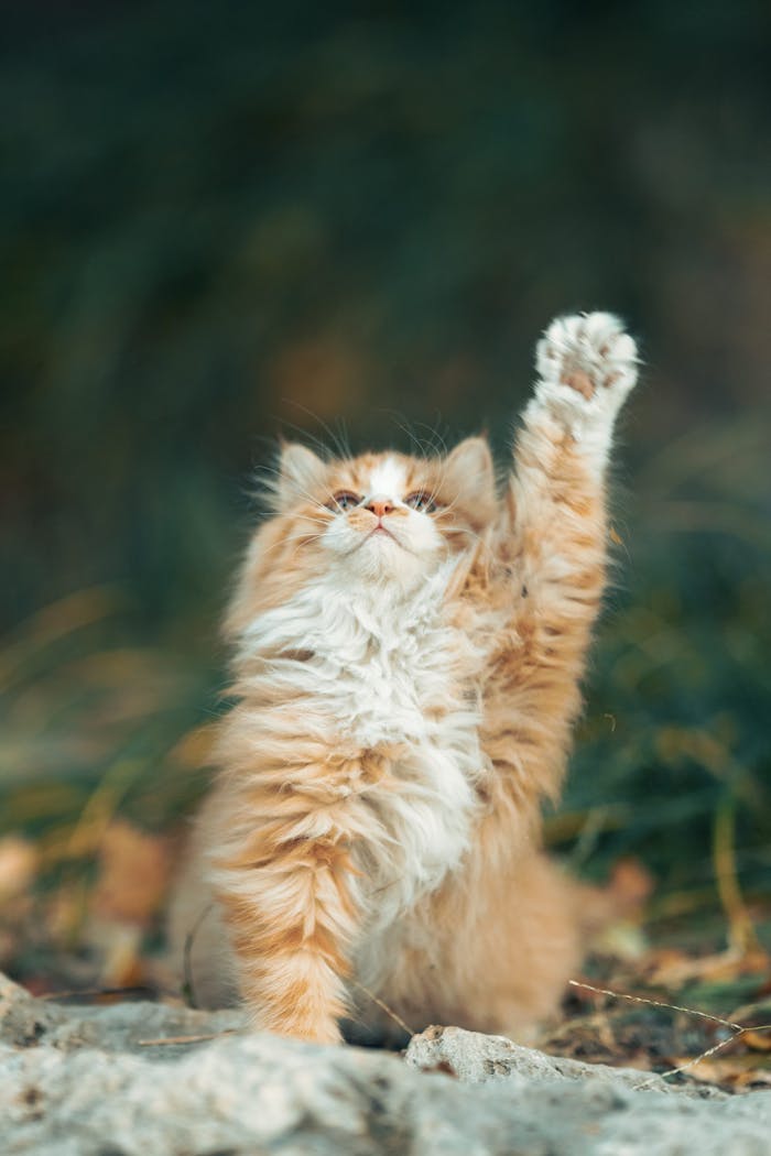 Services Fluffy ginger cat with paw raised in playful gesture against blurred natural background.
