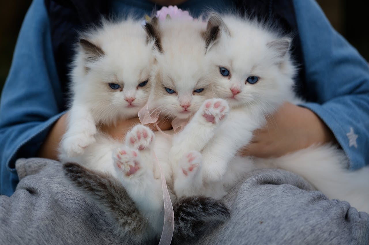 Home Three fluffy ragdoll kittens with blue eyes being held gently, showcasing their cuteness.