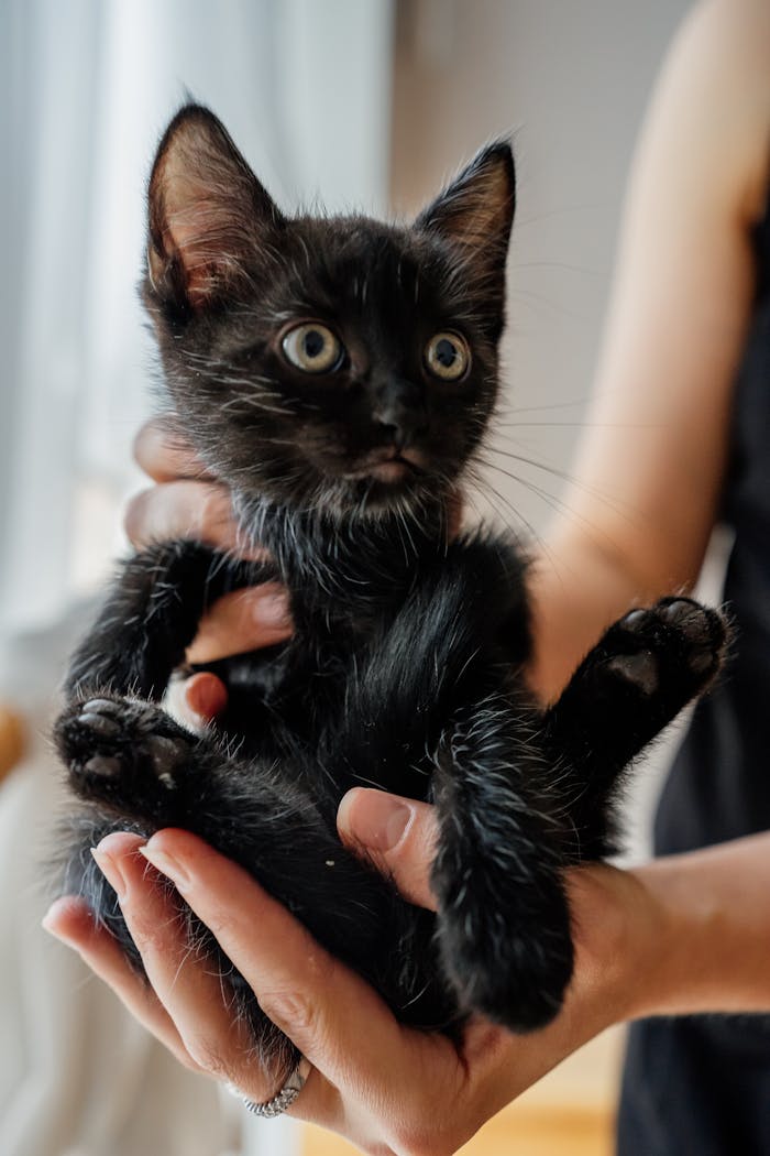 Services Cute black kitten comfortably held in a woman