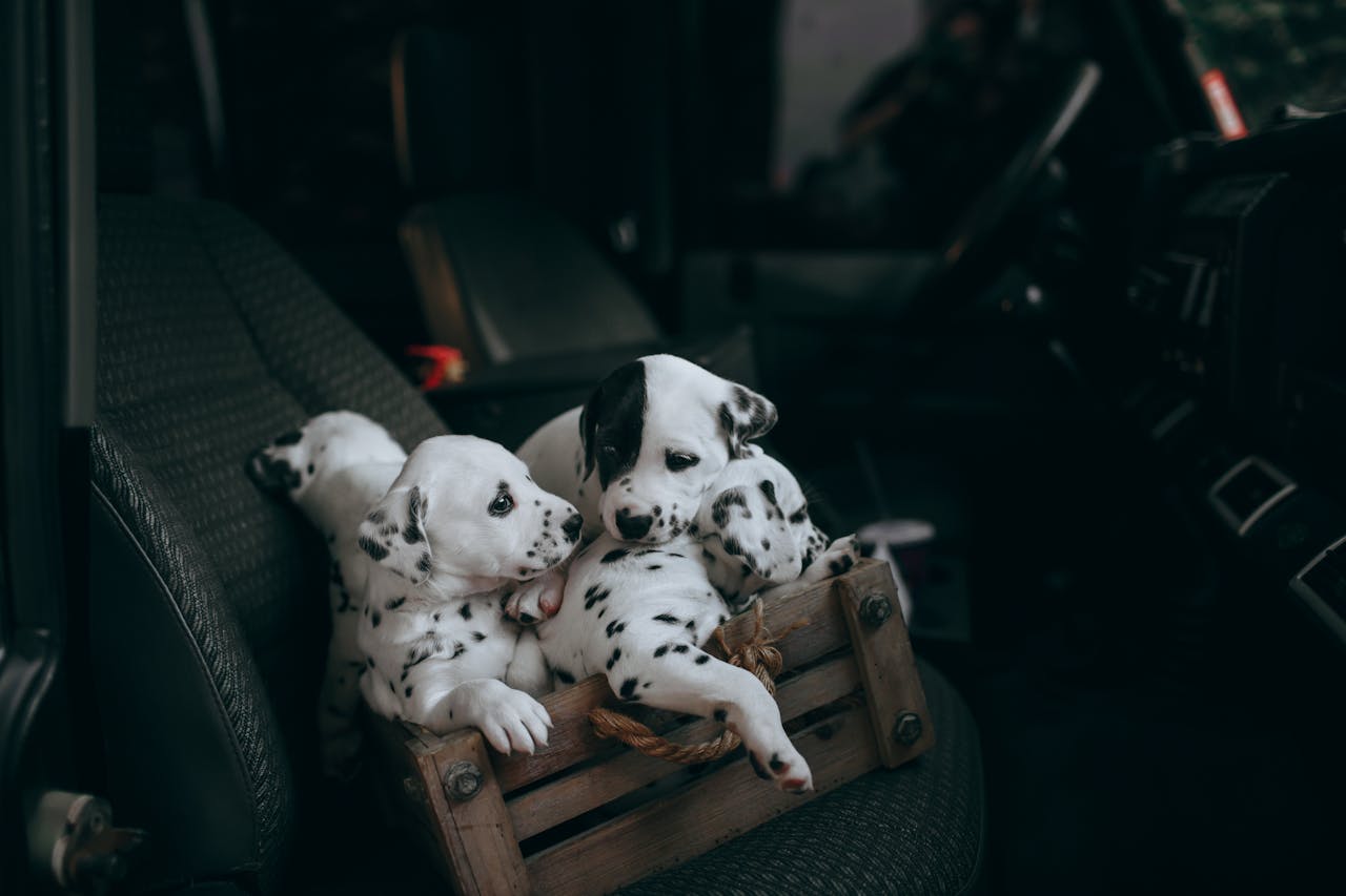 Home Three Dalmatian puppies sitting in a rustic crate inside a vehicle, showcasing their playful nature.