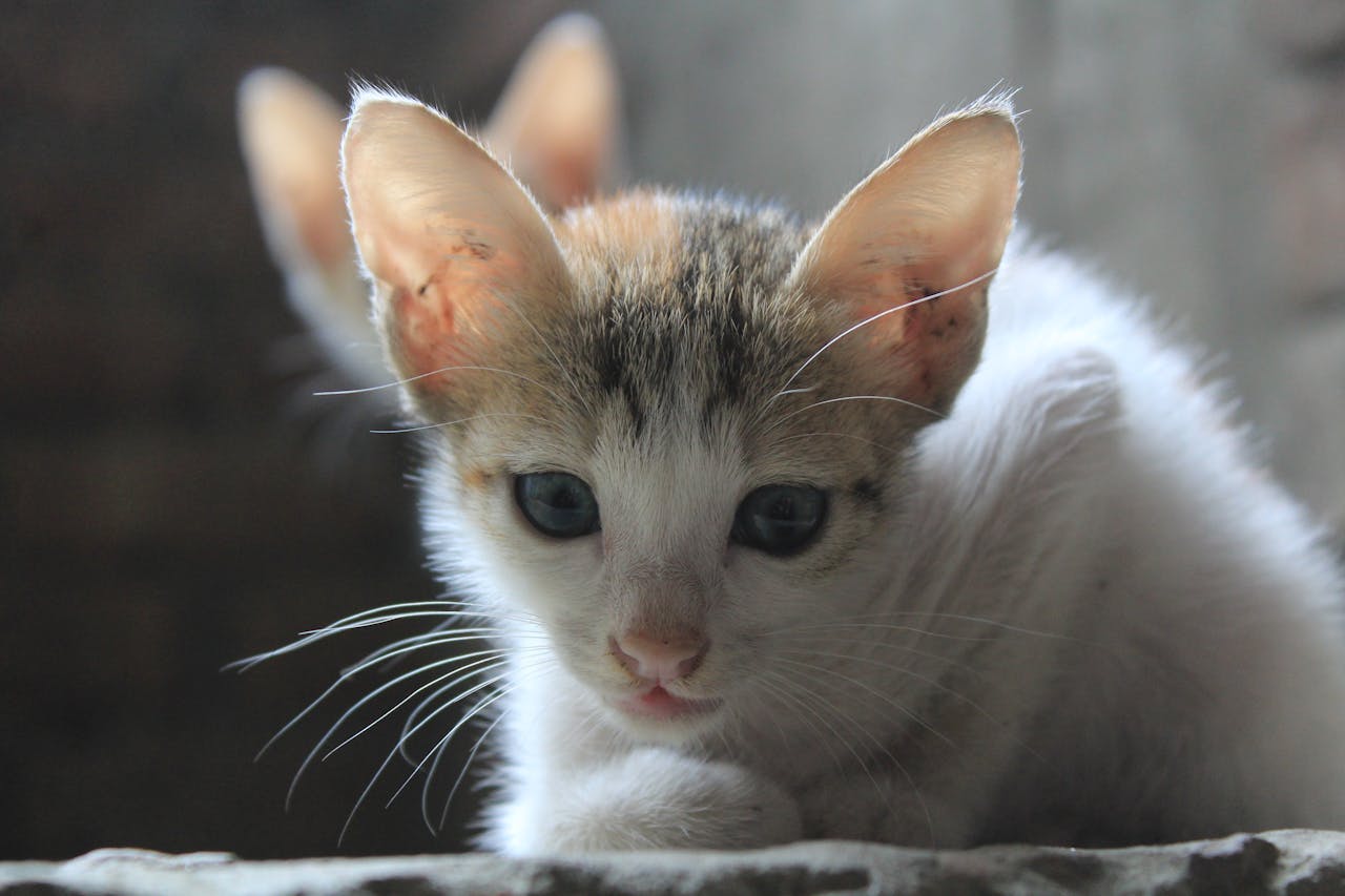 Home pexels-photo-33002191.jpeg