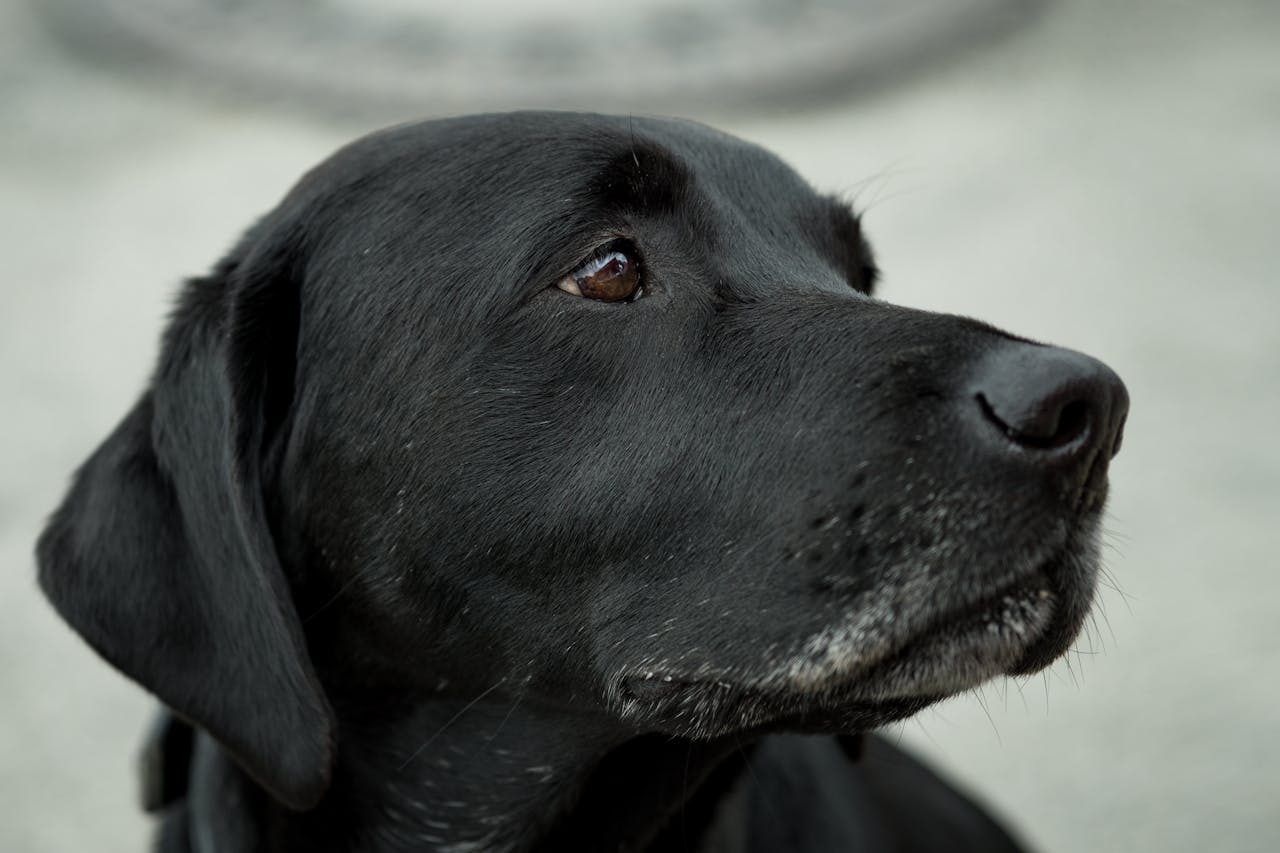 Home A close-up shot of a black Labrador Retriever with attentive gaze, showcasing fur detail.