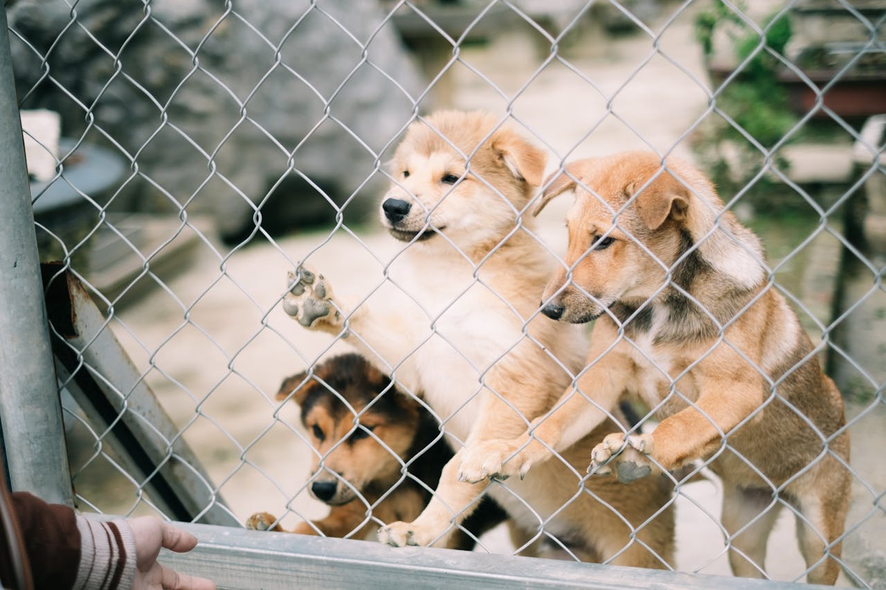 Home Three cute puppies eagerly behind a chain-link fence, seeking attention and love.