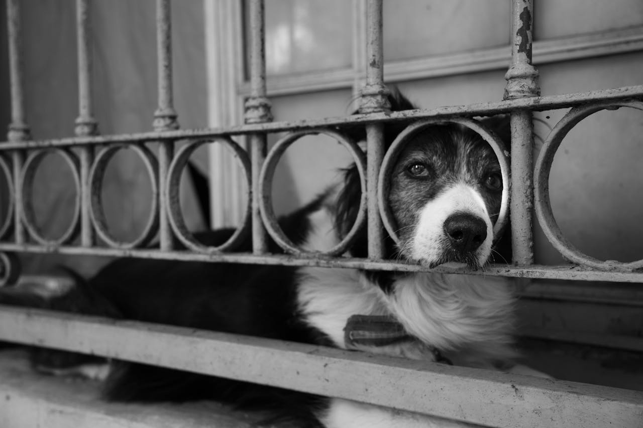 Home Black and white photo of a dog looking through metal fence with a melancholic expression.