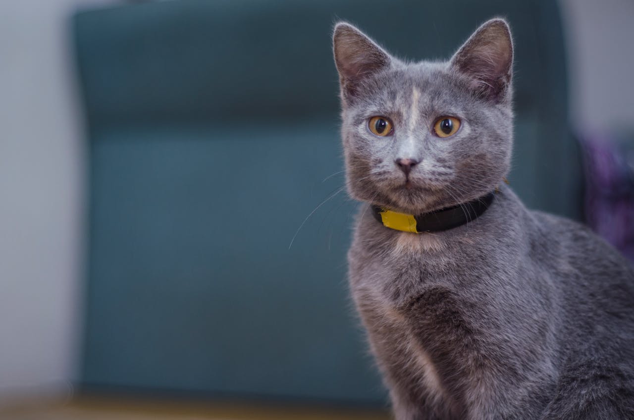 Close-up of a cute gray cat with striking yellow eyes seated indoors, wearing a collar.