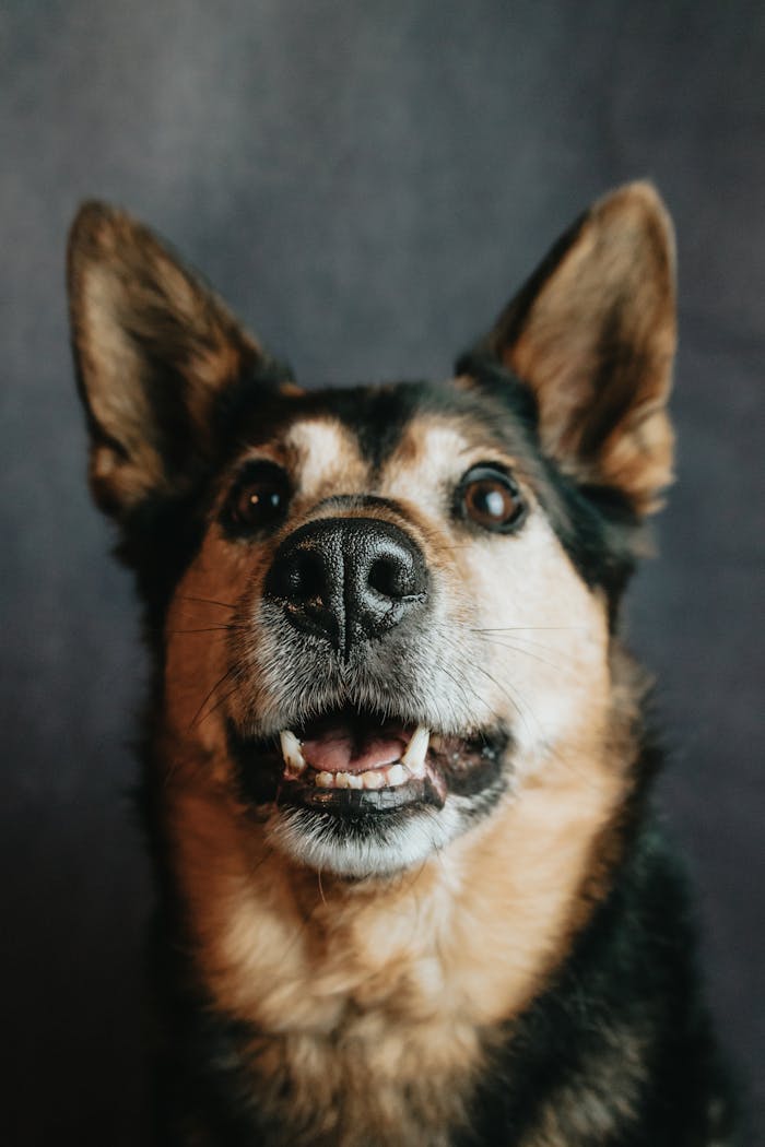Services Close-up portrait of a German Shepherd dog with a vivid, expressive face and ears upright.